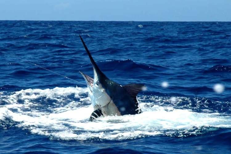 Deep Sea Fishing in Sosua