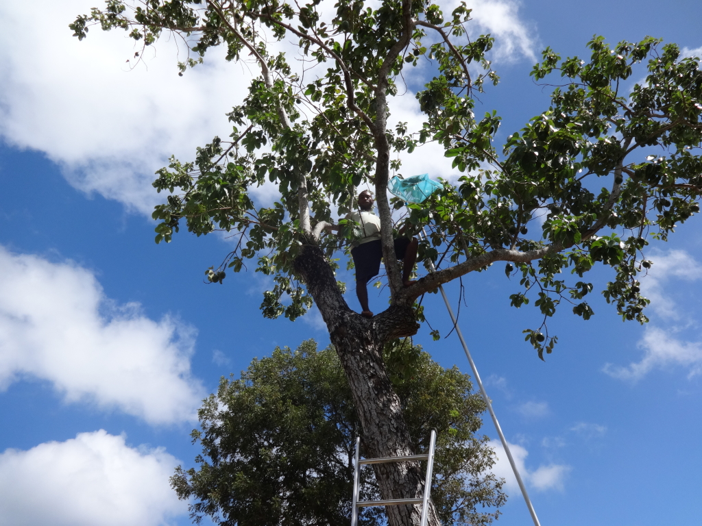 picking avocados