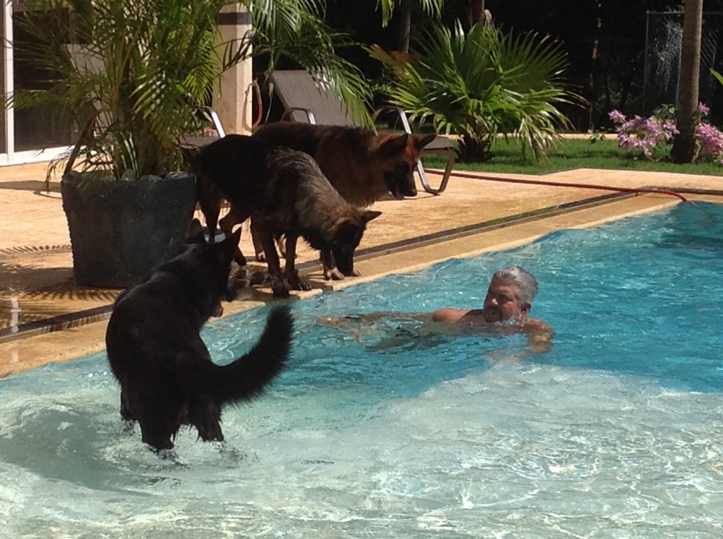 Icon, Nickel and Lexi enjoying the pool.