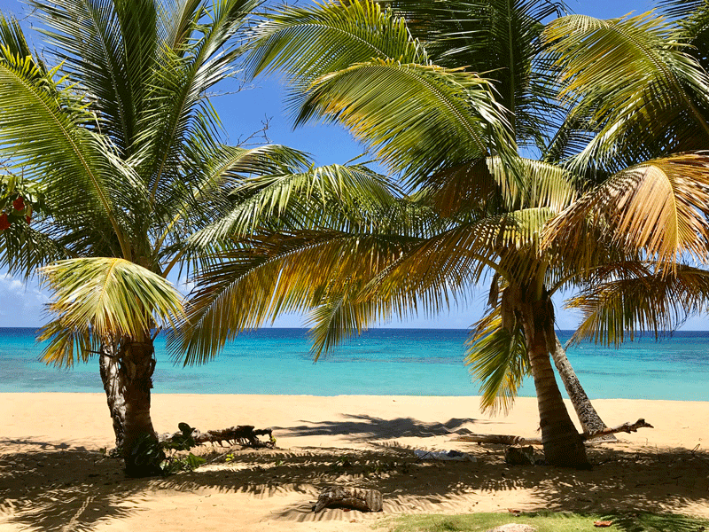 Playa Grande Beach and Palm Trees